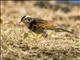 Dusky Thrush (Turdus eunomus)