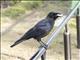 Large-billed Crow (Corvus macrorhynchos)