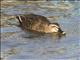 Eastern Spot-billed Duck (Anas zonorhyncha)