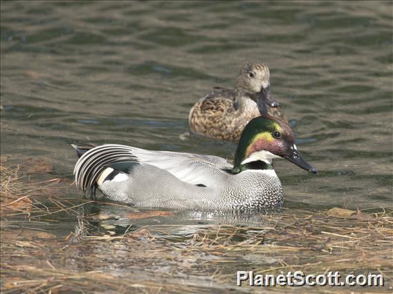 Falcated Duck (Mareca falcata)