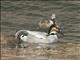 Falcated Duck (Mareca falcata)