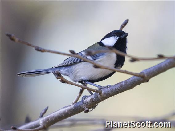 Asian Tit (Parus cinereus)