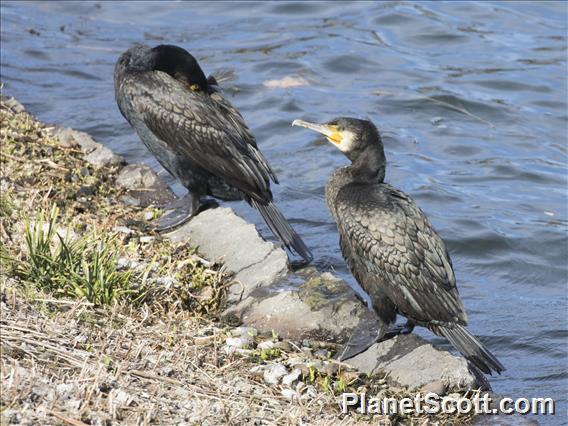 Great Cormorant (Phalacrocorax carbo)