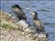 Great Cormorant (Phalacrocorax carbo)