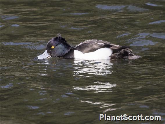 Tufted Duck (Aythya fuligula)