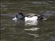 Tufted Duck (Aythya fuligula) - Male