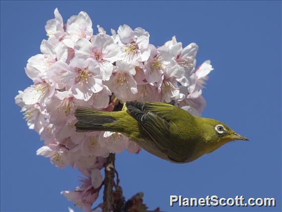 Warbling White-eye (Zosterops japonicus)