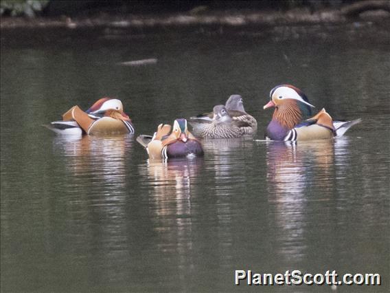 Mandarin Duck (Aix galericulata)