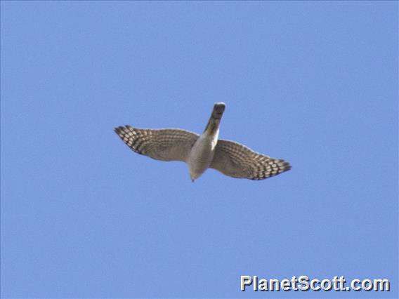 Japanese Sparrowhawk (Tachyspiza gularis)