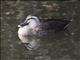 Eastern Spot-billed Duck (Anas zonorhyncha)