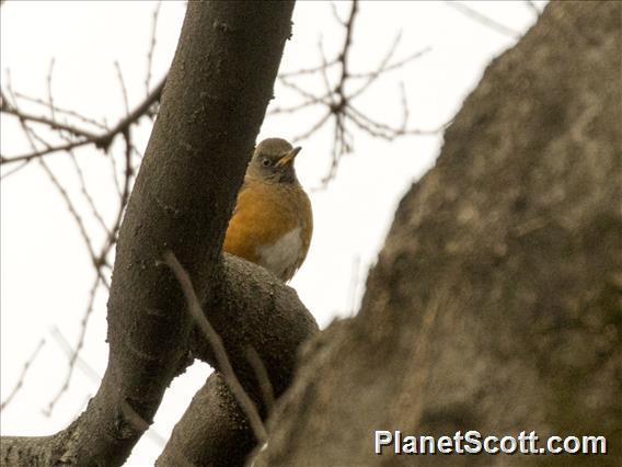 Brown-headed Thrush (Turdus chrysolaus)