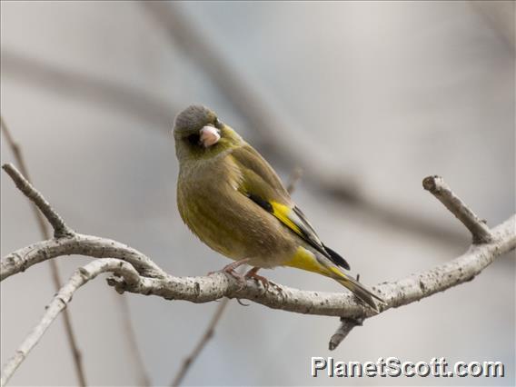 Oriental Greenfinch (Chloris sinica)