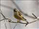 Oriental Greenfinch (Chloris sinica)