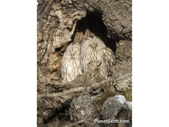 Ural Owl (Strix uralensis)