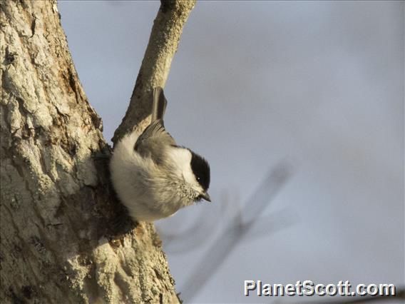 Marsh Tit (Poecile palustris)