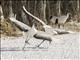 Red-crowned Crane (Grus japonensis)