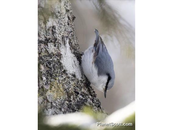 Eurasian Nuthatch (Sitta europaea)