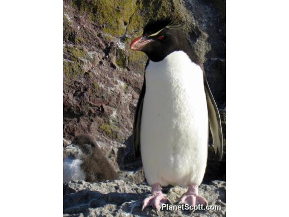 Rockhopper Penguin (Eudyptes chrysocome)