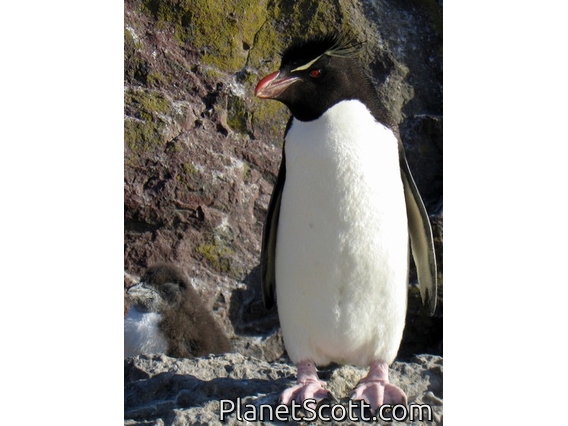 Western Rockhopper Penguin (Eudyptes chrysocome)