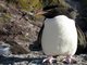 Western Rockhopper Penguin (Eudyptes chrysocome)