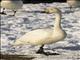 Whooper Swan (Cygnus cygnus)