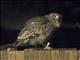 Blakistons Fish-Owl (Ketupa blakistoni)