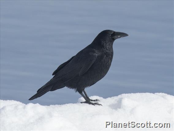 Carrion Crow (Corvus corone)