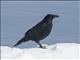 Carrion Crow (Corvus corone)