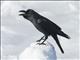 Large-billed Crow (Corvus macrorhynchos)