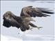 White-tailed Eagle (Haliaeetus albicilla)