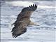 White-tailed Eagle (Haliaeetus albicilla)