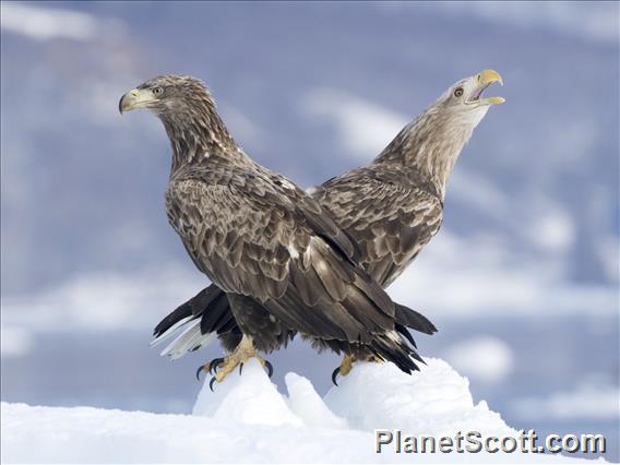 White-tailed Eagle (Haliaeetus albicilla)