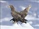 White-tailed Eagle (Haliaeetus albicilla)