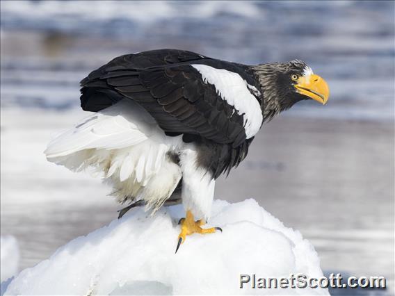 Steller's Sea-Eagle (Haliaeetus pelagicus)