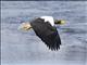 Stellers Sea-Eagle (Haliaeetus pelagicus)