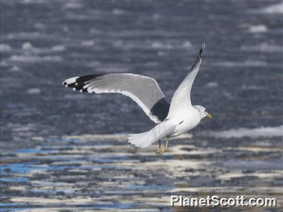 Common Gull (Larus canus)