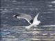 Common Gull (Larus canus)