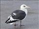 Slaty-backed Gull (Larus schistisagus)