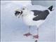 Slaty-backed Gull (Larus schistisagus)