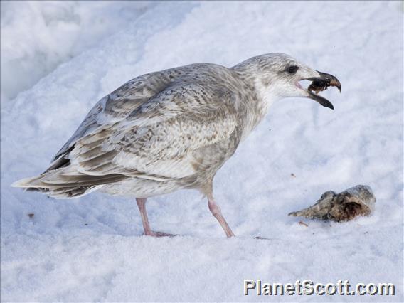 Glaucous-winged Gull (Larus glaucescens)