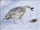 Glaucous-winged Gull (Larus glaucescens) - 1st Winter