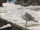 Glaucous-winged Gull (Larus glaucescens)