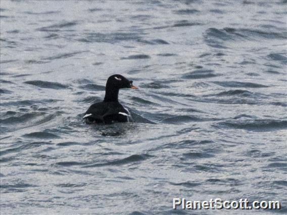 Stejneger's Scoter (Melanitta stejnegeri)