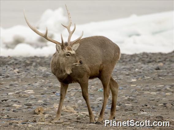 Sika Deer (Cervus nippon)