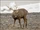 Sika Deer (Cervus nippon)