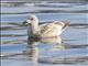 Vega Gull (Larus vegae) - 1st Winter