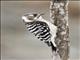 Japanese Pygmy Woodpecker (Yungipicus kizuki)