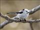 Long-tailed Tit (Aegithalos caudatus)