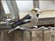 Hawfinch (Coccothraustes coccothraustes)