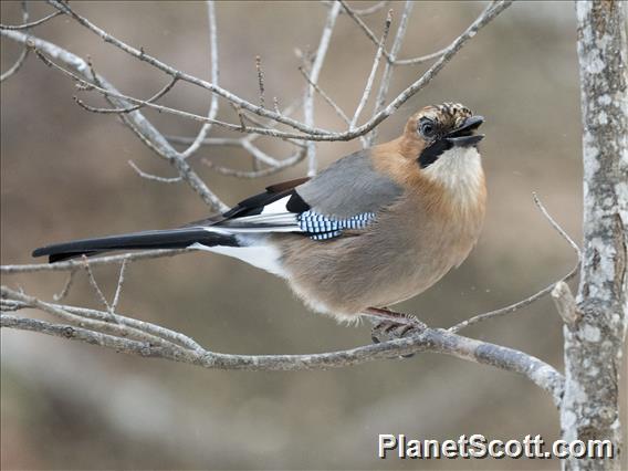 Eurasian Jay (Garrulus glandarius)